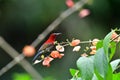 So Cute Sunbird. Royalty Free Stock Photo