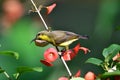 So Cute Sunbird. Royalty Free Stock Photo