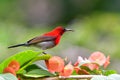 So Cute Sunbird. Royalty Free Stock Photo