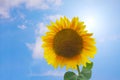 Beautiful colorful Sunflower petal with sun ray against a blue sky - with copy space