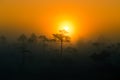 A beautiful, colorful sunrise landscape in a marsh. Dreamy, misty swamp scenery in the morning.