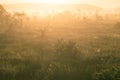 A beautiful, colorful sunrise landscape in a marsh. Dreamy, misty swamp scenery in the morning.