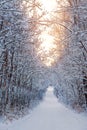 Sunrise Sky Over A Snowy Treelined Road Royalty Free Stock Photo