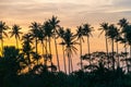 Beautiful Colorful Sunset Over Palm Trees. Royalty Free Stock Photo