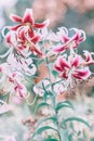 Beautiful colorful tiger lily flowers with green leaves on blurry background bokeh. Royalty Free Stock Photo