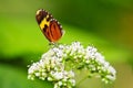 Tiger mimic butterfly feeding in some white flowers