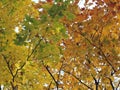 Beautiful colorful tree foliage in autum, bottom-up view Royalty Free Stock Photo