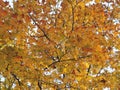Beautiful colorful tree foliage in autum, bottom-up view Royalty Free Stock Photo