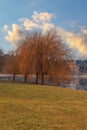 Beautiful colorful tree by the water. Willow stands by the dam. Blue sky with clouds Royalty Free Stock Photo