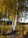 Beautiful colorful trees on autumn day,