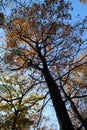 Beautiful, colorful trees in autumn