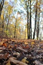 Beautiful, colorful trees in autumn