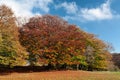 Beautiful and colorful trees in the Canfaito park, Italy Royalty Free Stock Photo