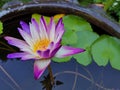 A beautiful colorful tri-color waterlily in the tub