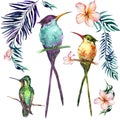 Beautiful colorful tropical birds sitting on branches isolated o