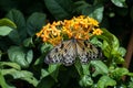 Beautiful colorful tropical butterfly called Large Tree Nymph drinking nectar of flowers in Konya tropical butterfly garden