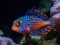 Beautiful and colorful tropical fish underwater created with Generative AI