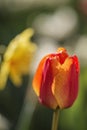 Beautiful colorful tulip and daffodil close up in Spring sunshine