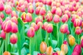 Beautiful colorful Tulip flower Royalty Free Stock Photo