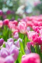 Beautiful colorful Tulip flower Royalty Free Stock Photo