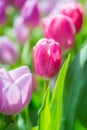 Beautiful colorful Tulip flower Royalty Free Stock Photo