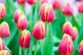 Beautiful colorful Tulip flower Royalty Free Stock Photo