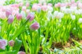 Beautiful colorful Tulip flower Royalty Free Stock Photo