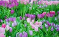 Beautiful colorful Tulip flower Royalty Free Stock Photo