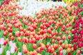 Beautiful colorful Tulip flower Royalty Free Stock Photo