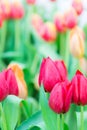 Beautiful colorful Tulip flower Royalty Free Stock Photo