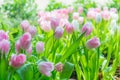 Beautiful colorful Tulip flower Royalty Free Stock Photo