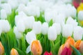 Beautiful colorful Tulip flower Royalty Free Stock Photo