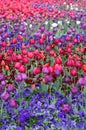 Beautiful Colorful tulip flowers Floriade Royalty Free Stock Photo