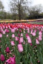 Beautiful Colorful tulip flowers Floriade Royalty Free Stock Photo