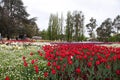 Beautiful Colorful tulip flowers Floriade Royalty Free Stock Photo