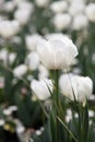 Beautiful Colorful tulip flowers Floriade Royalty Free Stock Photo