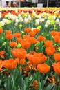 Beautiful Colorful tulip flowers Floriade Royalty Free Stock Photo