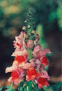 Beautiful colorful tulip and iris flowers Royalty Free Stock Photo