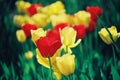 Beautiful colorful tulip and iris flowers Royalty Free Stock Photo