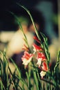 Beautiful colorful tulip and iris flowers Royalty Free Stock Photo