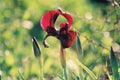 Beautiful colorful tulip and iris flowers Royalty Free Stock Photo