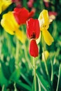 Beautiful colorful tulip and iris flowers Royalty Free Stock Photo