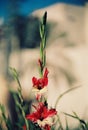 Beautiful colorful tulip and iris flowers Royalty Free Stock Photo