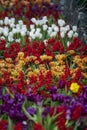 Beautiful colorful tulips background. Field of spring flowers Royalty Free Stock Photo