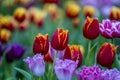 Beautiful colorful tulips background. Field of spring flowers Royalty Free Stock Photo