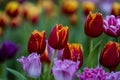 Beautiful colorful tulips background. Field of spring flowers Royalty Free Stock Photo