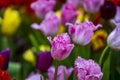 Beautiful colorful tulips background. Field of spring flowers. Flower bed tulips in Danang, Vietnam, closeup Royalty Free Stock Photo