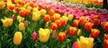 Colorful tulips blooming in the garden. Spring season. Royalty Free Stock Photo