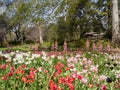 Beautiful colorful tulips blossom everywhere