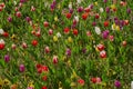 Beautiful colorful tulips everywhere